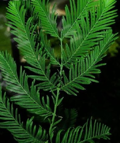 Taxodium Seed Mexican cypress seeds